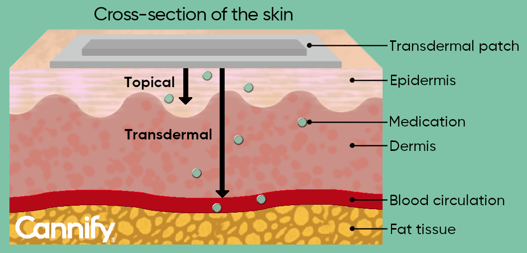 What is the difference between topical and transdermal?